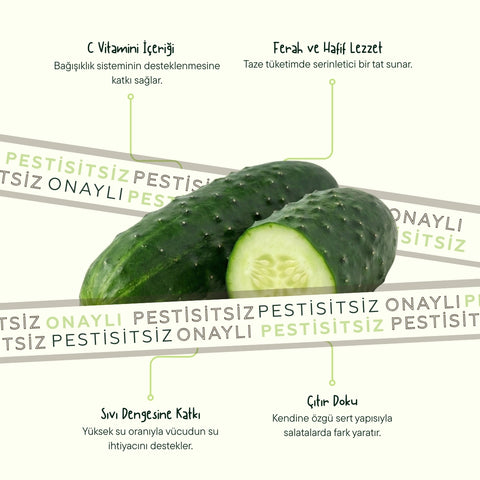 Dikenli Salatalık 500 Gr